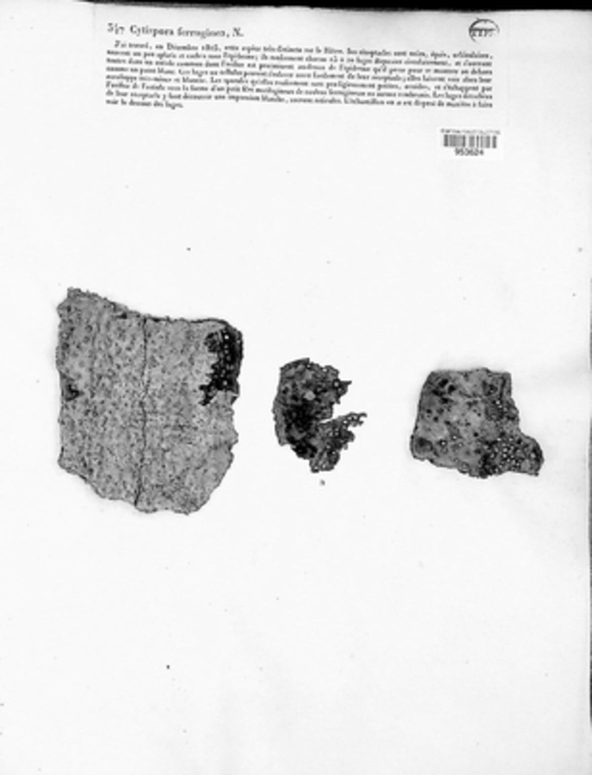 Cytospora ferruginea image